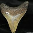 Inch Megalodon Tooth From Georgia #699-1